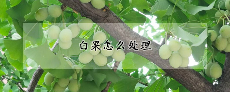 白果怎么处理