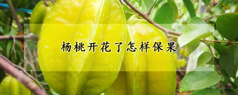 杨桃开花了怎样保果