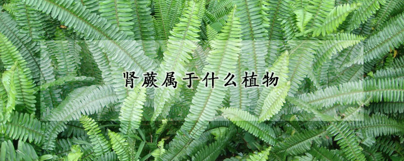 肾蕨属于什么植物