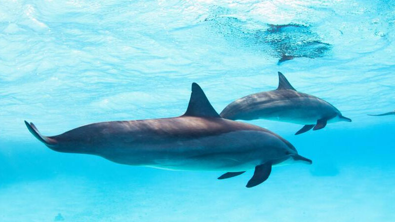 为什么海豚是哺乳动物