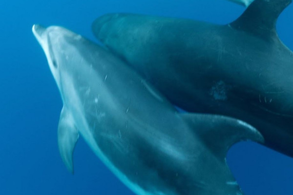为什么海豚是哺乳动物