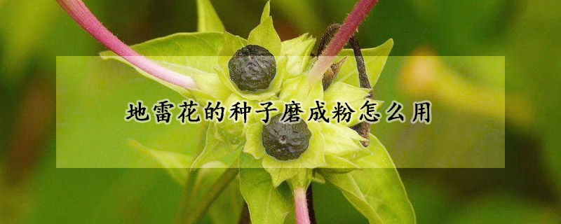 地雷花的种子磨成粉怎么用