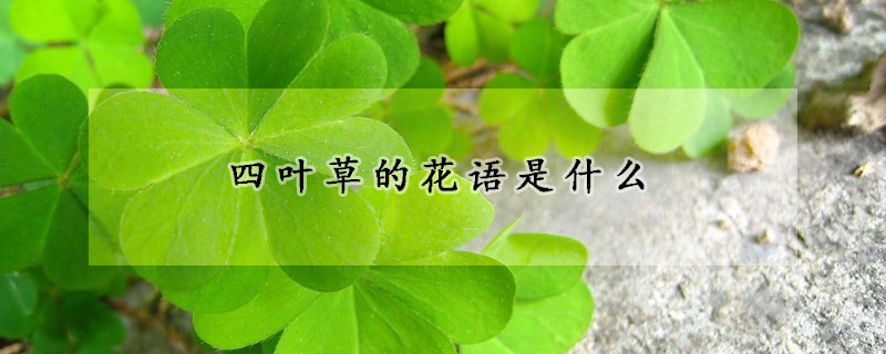 四叶草的花语是什么