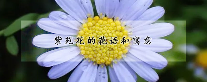 紫苑花的花语和寓意