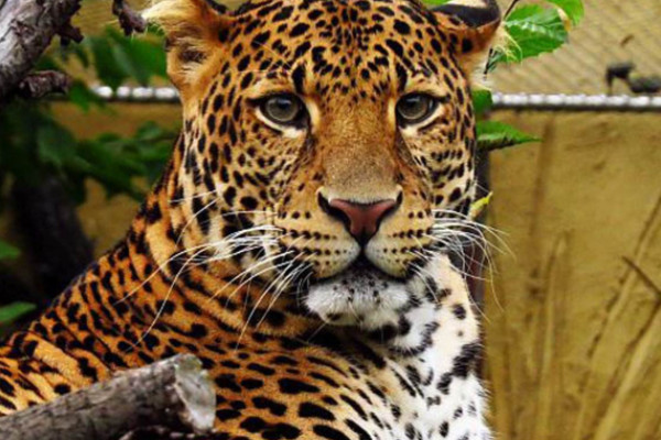 金钱豹是几级保护动物