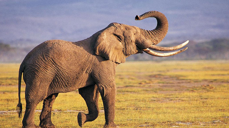 大象的寿命