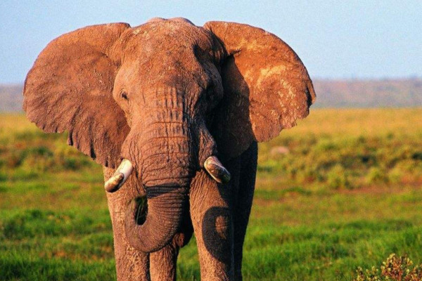 大象的寿命
