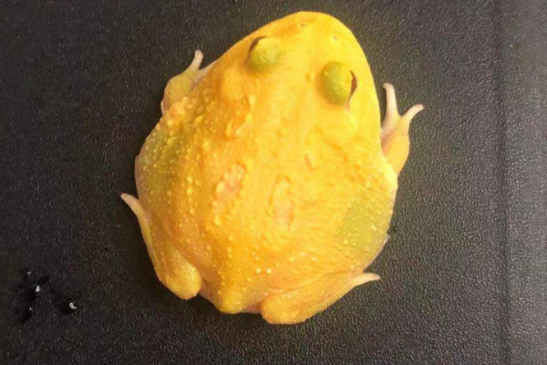 角蛙的寿命