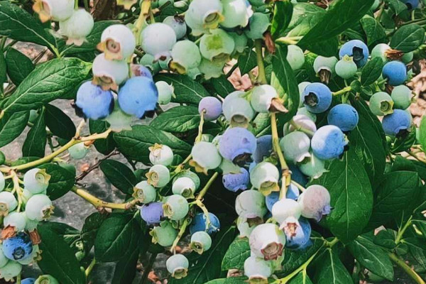 蓝莓哪个品种最甜 蓝莓哪个品种最甜最好吃