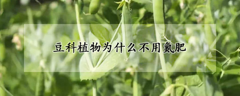 豆科植物为什么不用氮肥