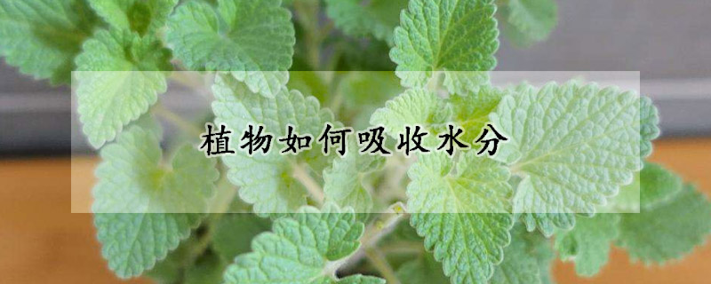 植物如何吸收水分