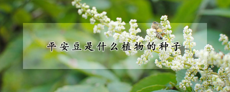 平安豆是什么植物的种子