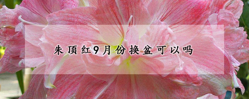 朱顶红9月份换盆可以吗