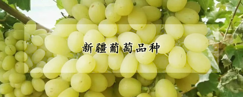 新疆葡萄品种