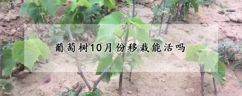 葡萄树10月份移栽能活吗