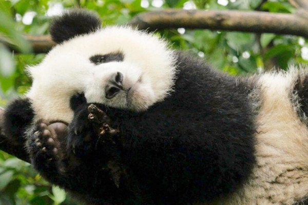 熊猫的生活习性