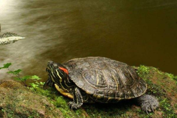 小乌龟的生活习性