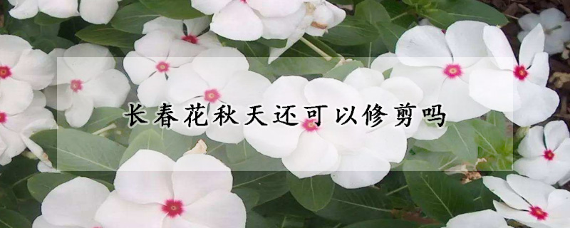 长春花秋天还可以修剪吗