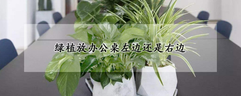 绿植放办公桌左边还是右边