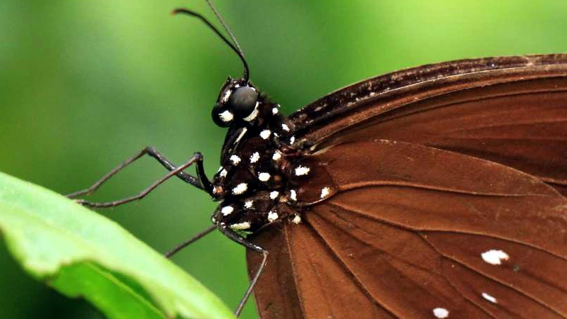 蝴蝶是什么虫子变成的