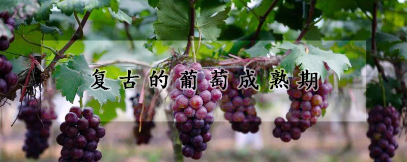 复古的葡萄成熟期