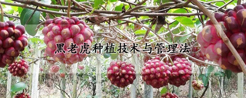 黑老虎种植技术与管理法