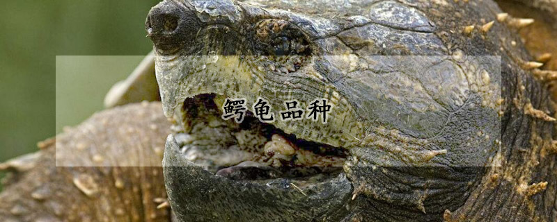 鳄龟品种