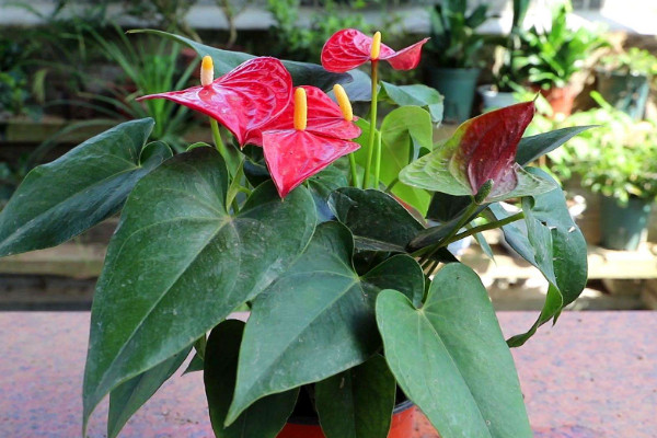 家里最旺财的十种花 室内养十种花最好旺财