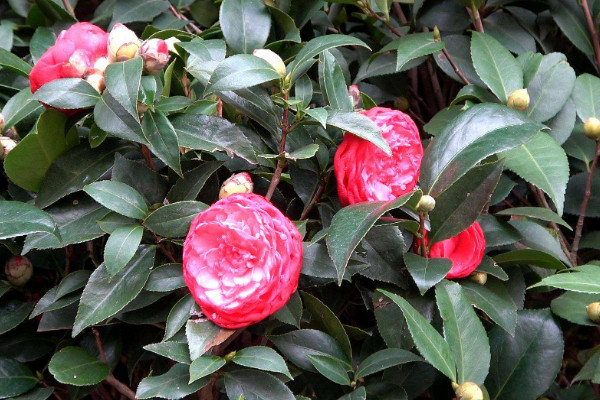 家里最旺财的十种花 室内养十种花最好旺财