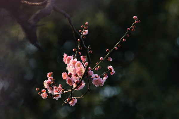 家里最旺财的十种花 室内养十种花最好旺财