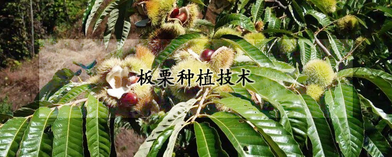 板栗种植技术