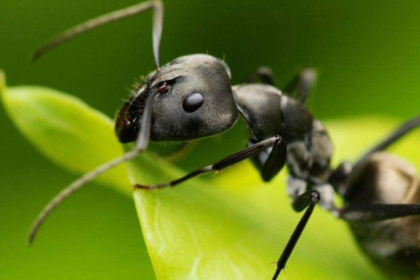 蚂蚁是动物吗