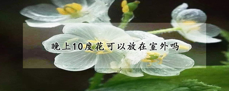 晚上10度花可以放在室外吗