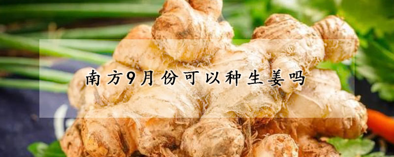 南方9月份可以种生姜吗