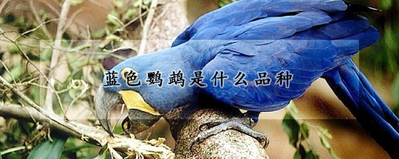 蓝色鹦鹉是什么品种