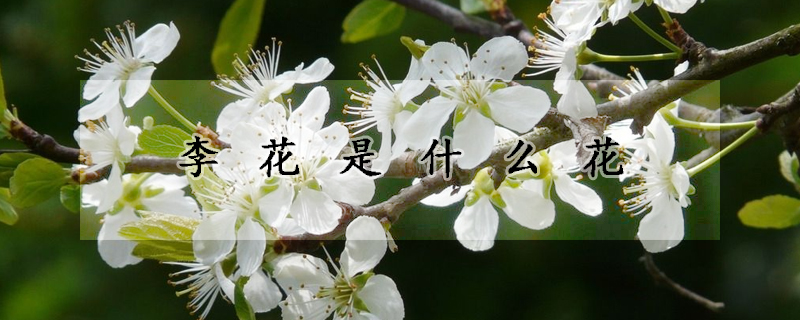 李花是什么花