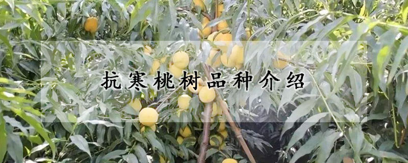 抗寒桃树品种介绍