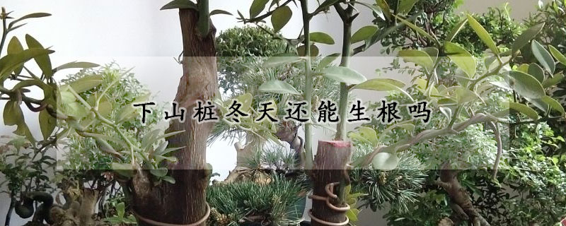 下山桩冬天还能生根吗