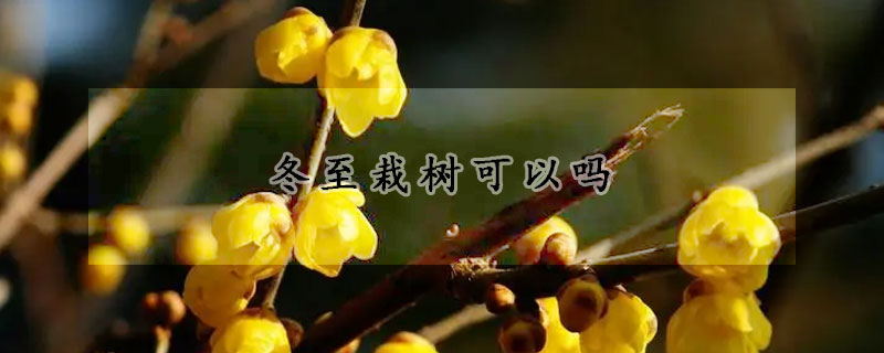 冬至栽树可以吗