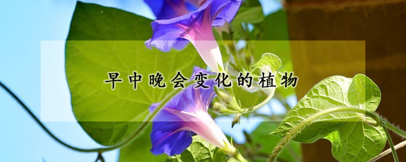 早中晚会变化的植物