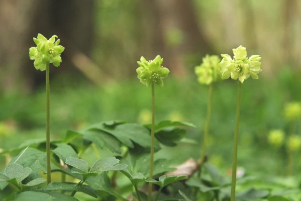 五福临门花的养殖方法