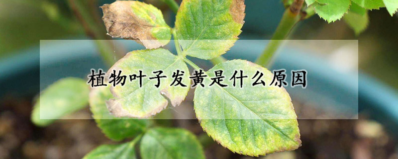 植物叶子发黄是什么原因