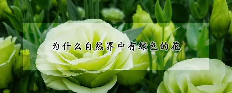 为什么自然界中有绿色的花