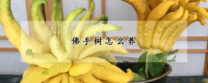 佛手树怎么养