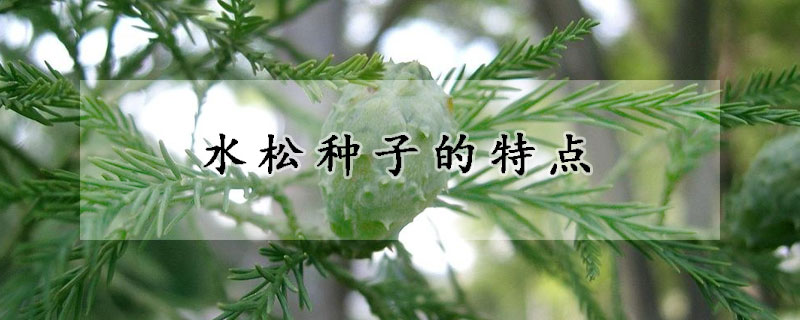 水松种子的特点