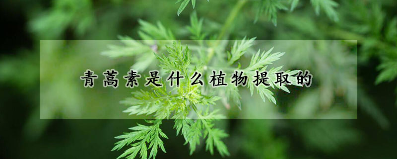 青蒿素是什么植物提取的