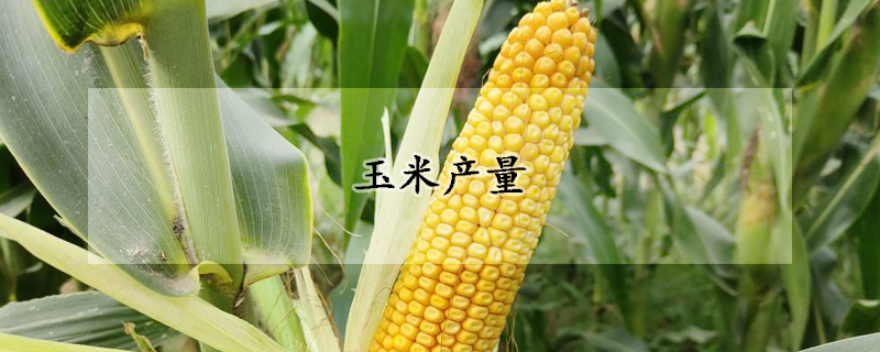 玉米产量