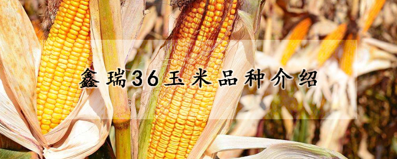 鑫瑞36玉米品种介绍