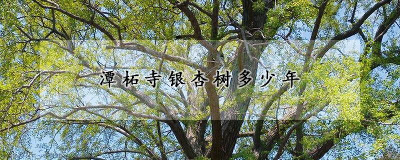 潭柘寺银杏树多少年