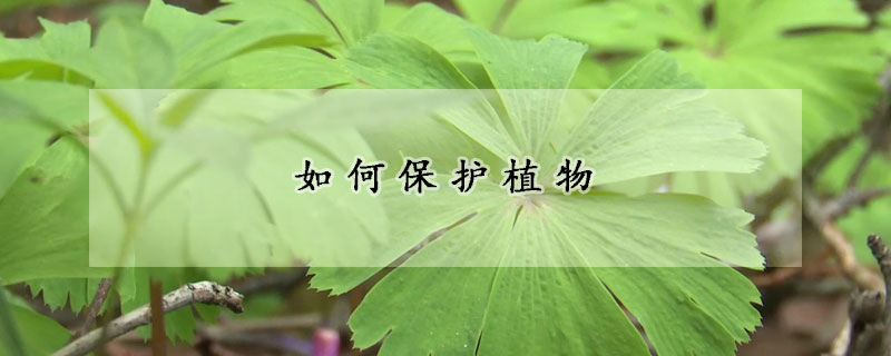 如何保护植物